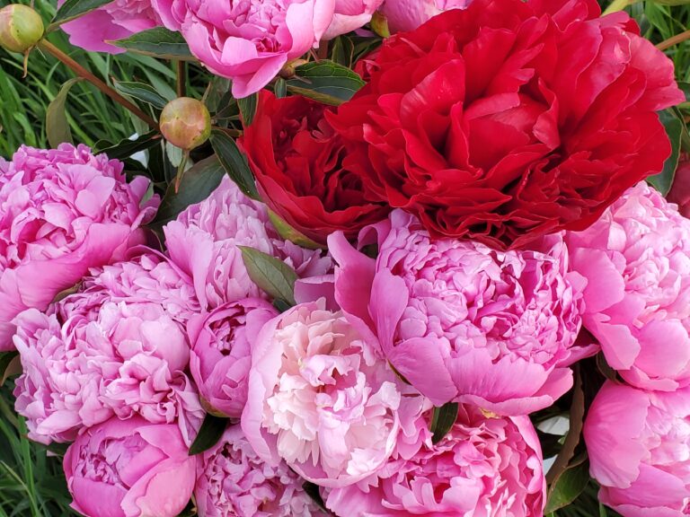 Adam Sommers Adam Sommers