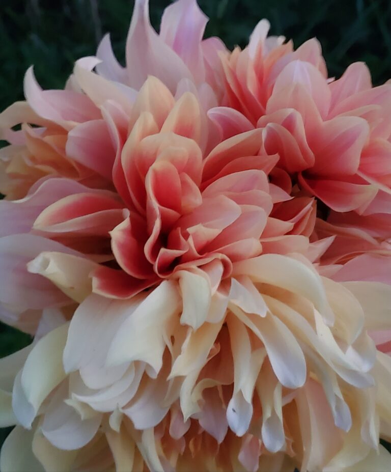 20200803 2131541 768x927