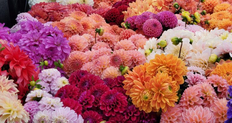 20211017 1612101 768x406