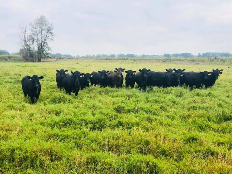 40307338 10156701215284772 1642495059922255872 n 768x576