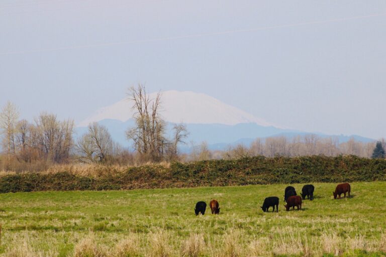 Cows on pasture w mountain 768x512