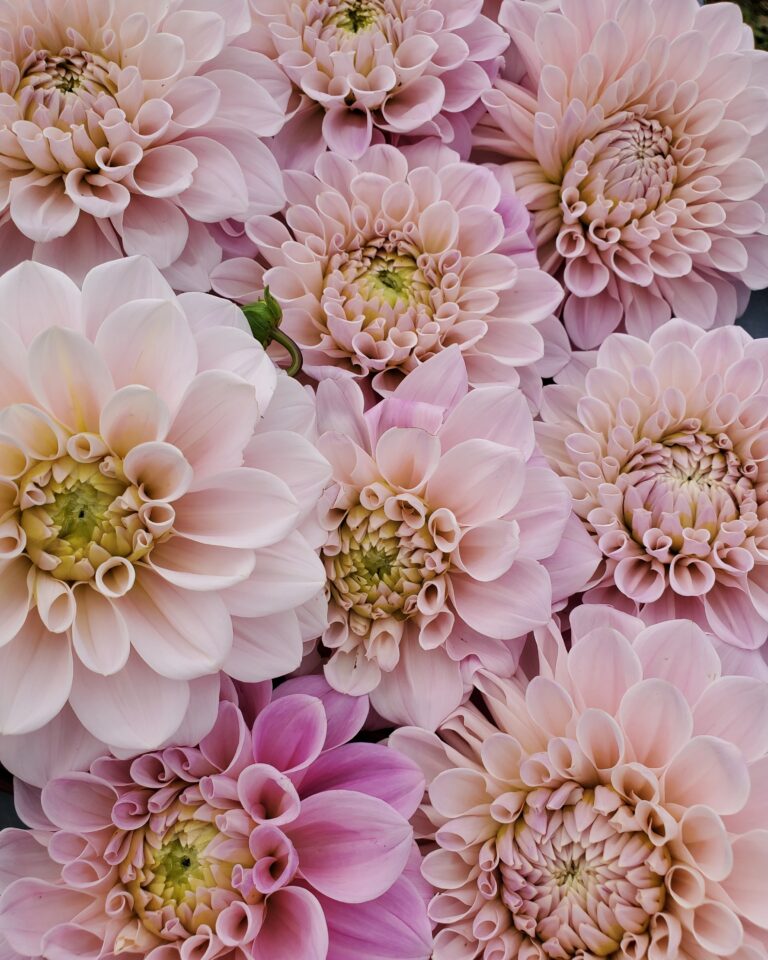 IMG 20200803 090747 6591 768x960