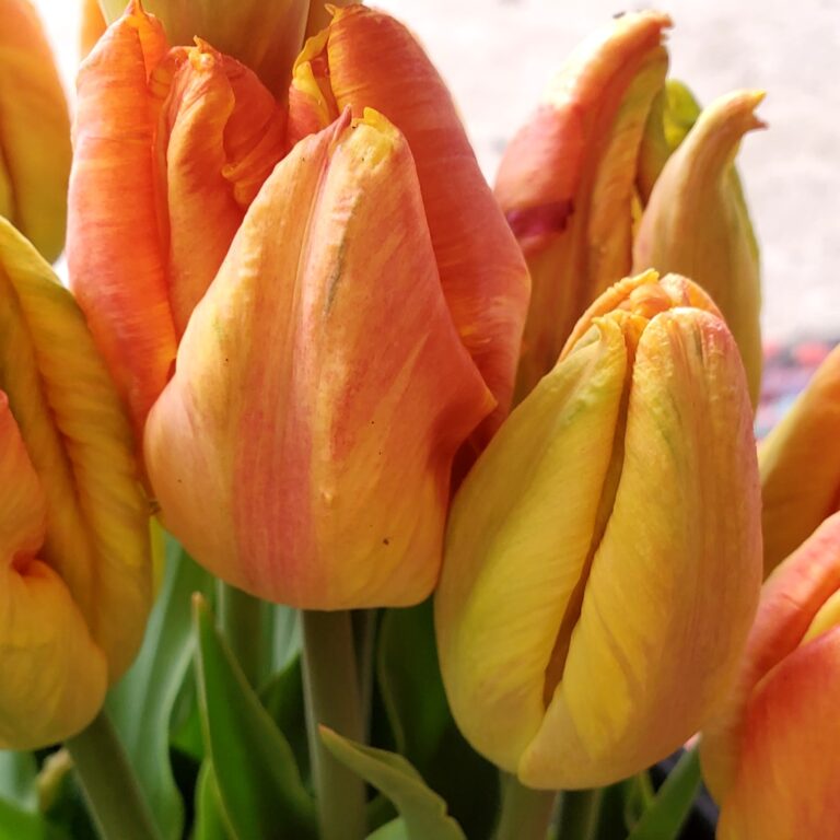 IMG 20220329 123152 5791 768x768