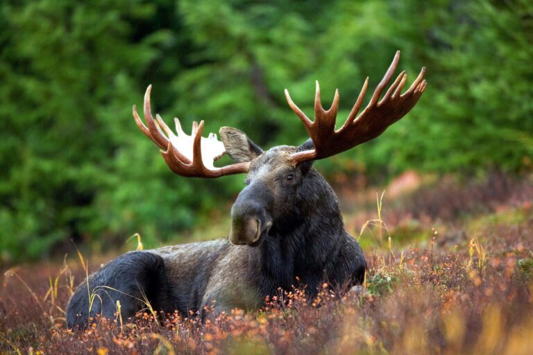 Moose 768x512