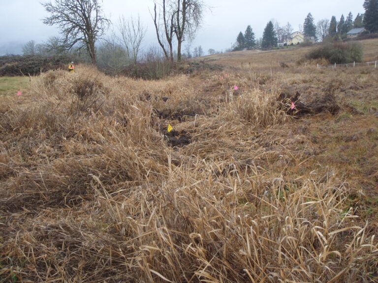 Stacy flagging boundary 768x576