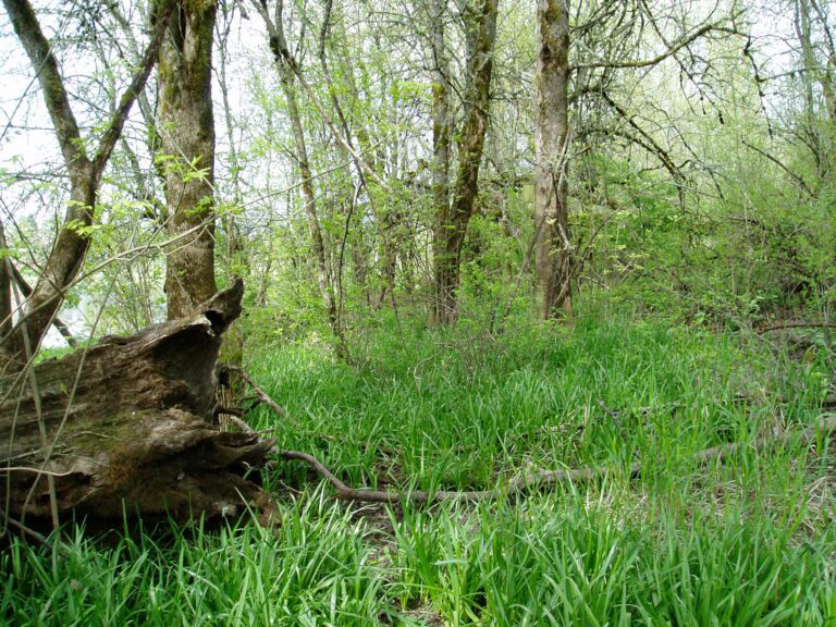 forested wetland2 768x576