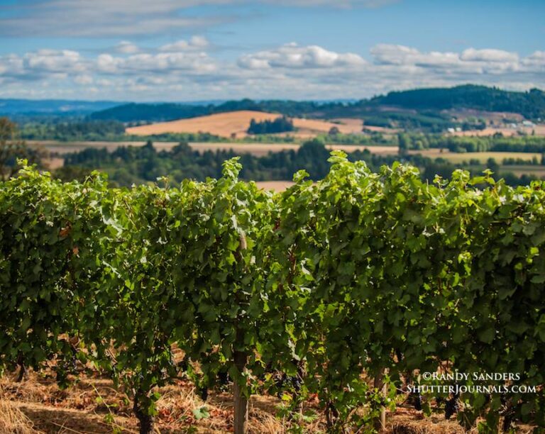 Patton Valley Vineyard 768x612