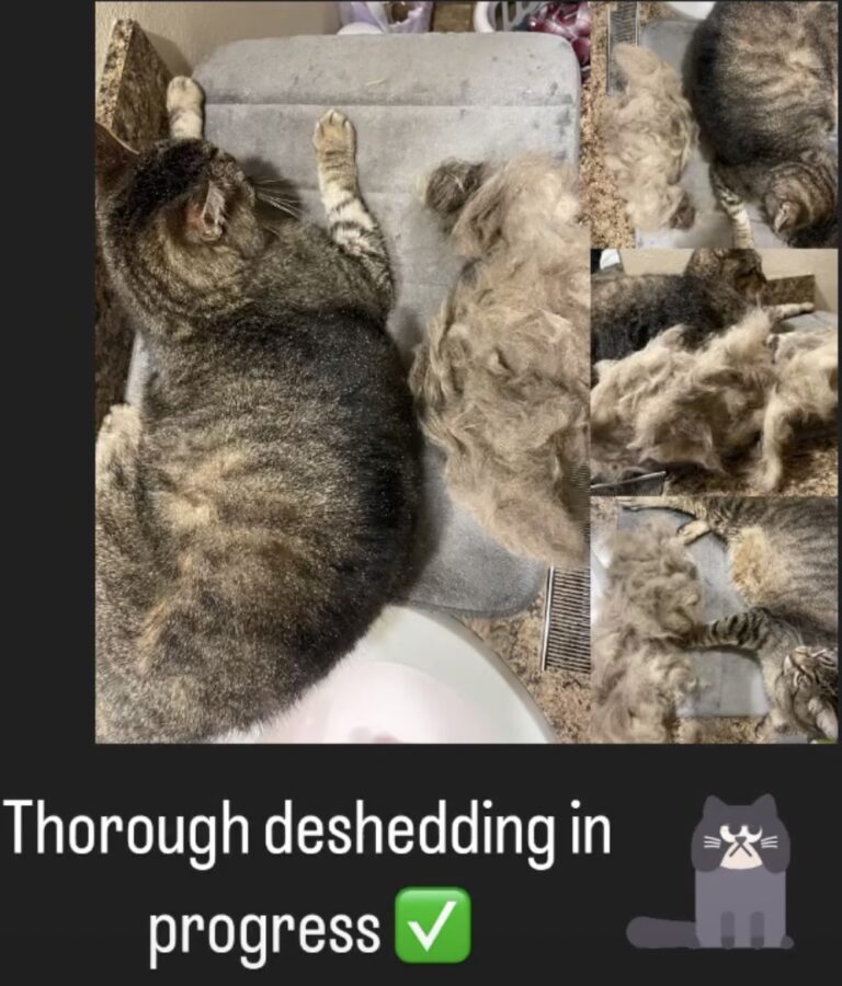 Deshed 768x900